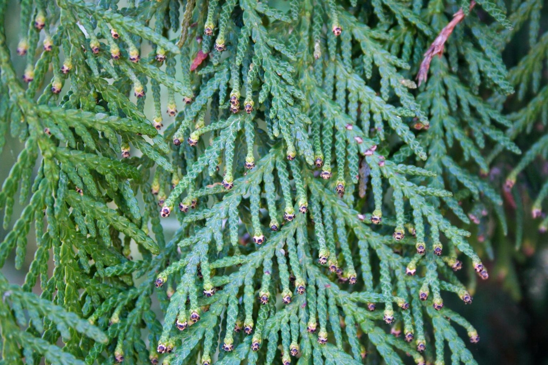 Туя Теди  Thuja occ. 