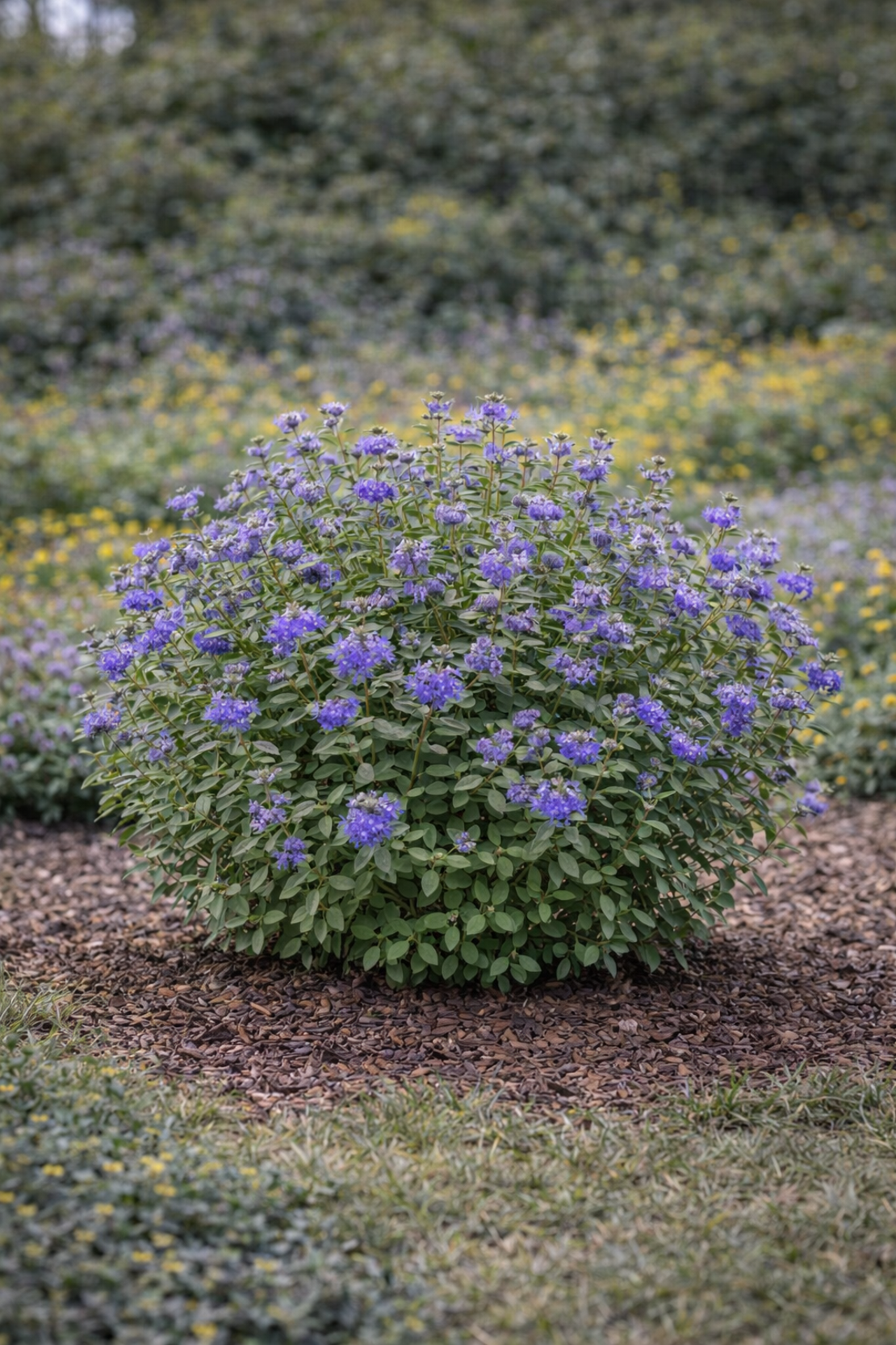 Карьоптерис ‘Heavenly Blue’ Caryopteris × clandonensis ‘Heavenly Blue’