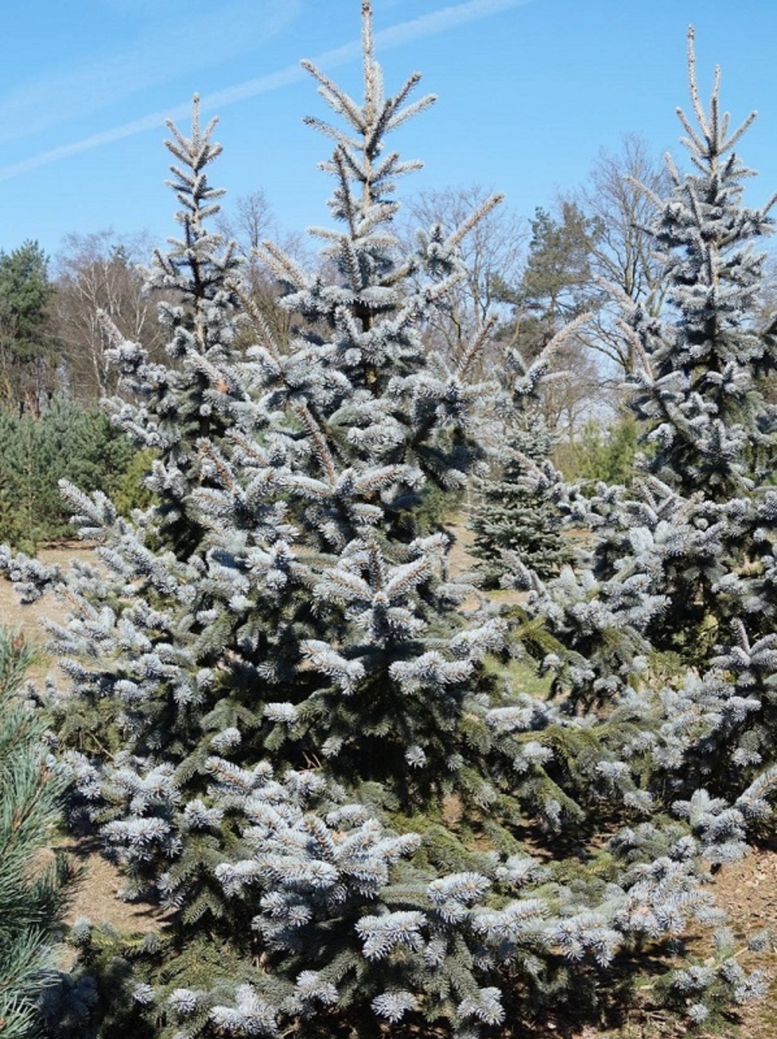 Смърч ‘Oldenburg’ Picea pungens ‘Oldenburg’