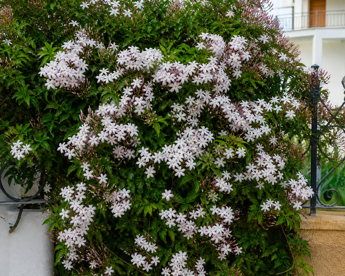Испански жасмин  'Jasminum azoricum'