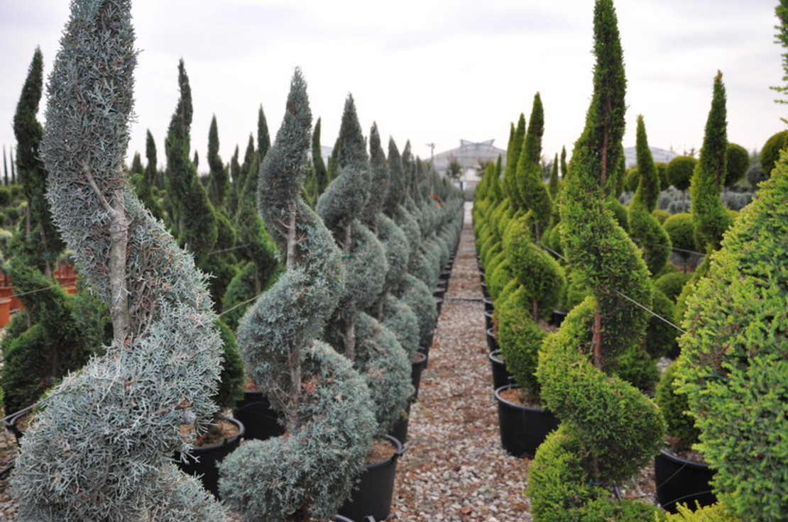 Лейландов кипарис (спирала) Cupressocyparis leylandii