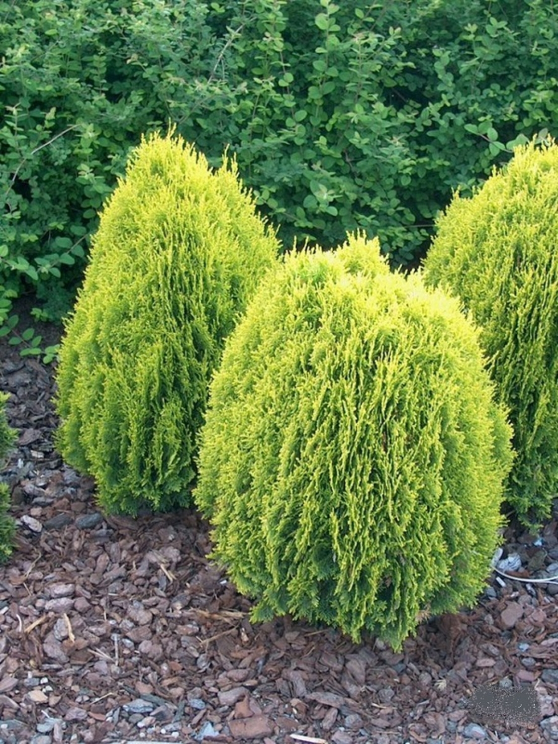 Туя ‘Aurea Nana’ Thuja occidentalis ‘Aurea Nana’