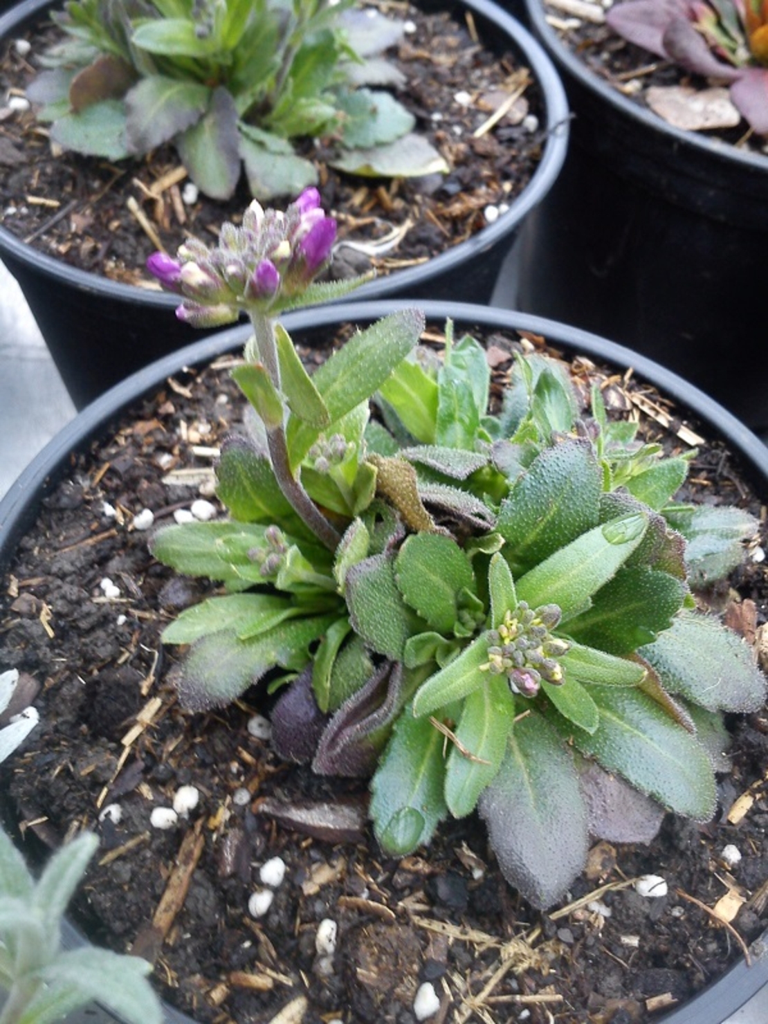 Арабис Arabis spp.