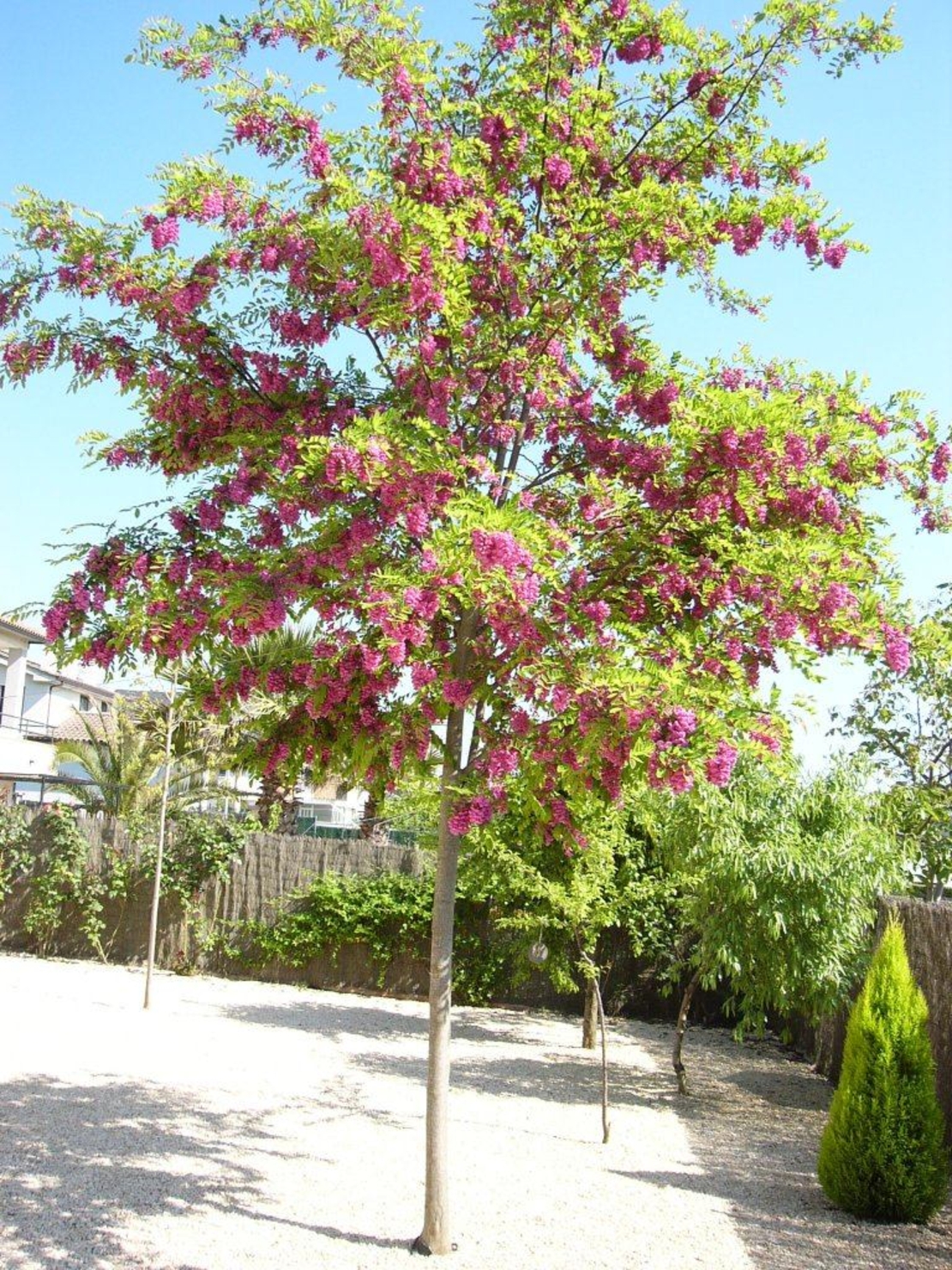 Робиния ‘Cascue Rouge’ Robinia margaretta ‘Casque Rouge’