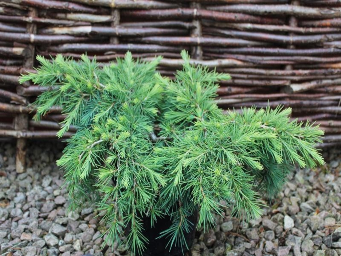 Кедър хималайски плачещ Cedrus deodara ‘Pendula’