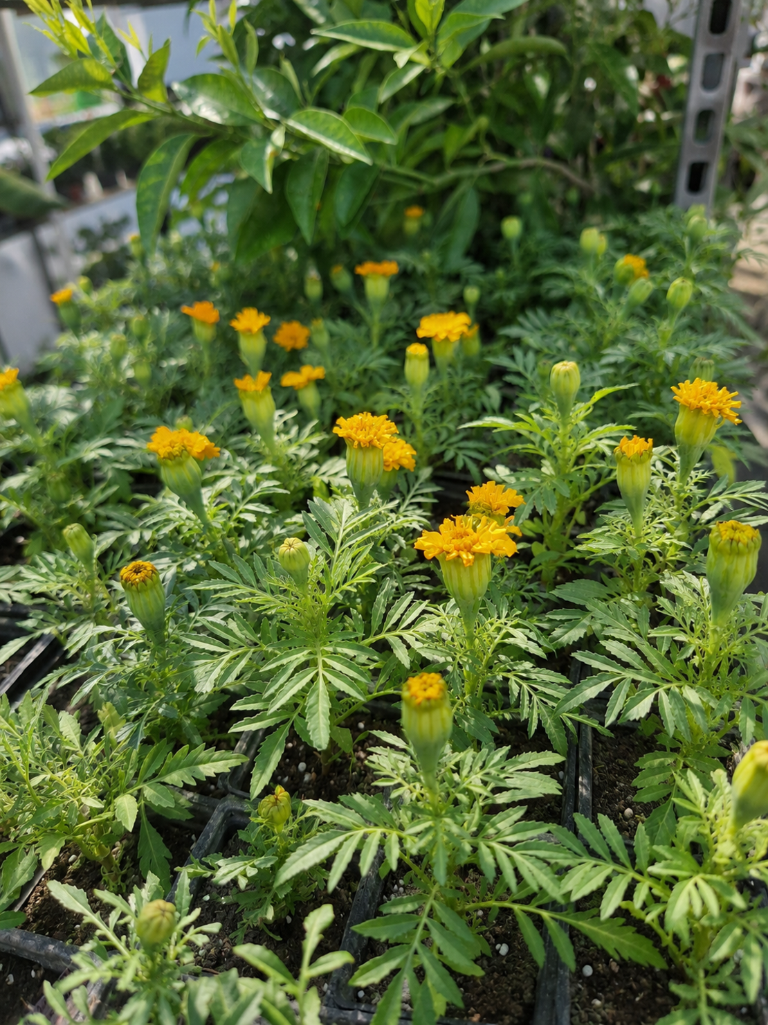 Тагетис 'Tagetes spp.'