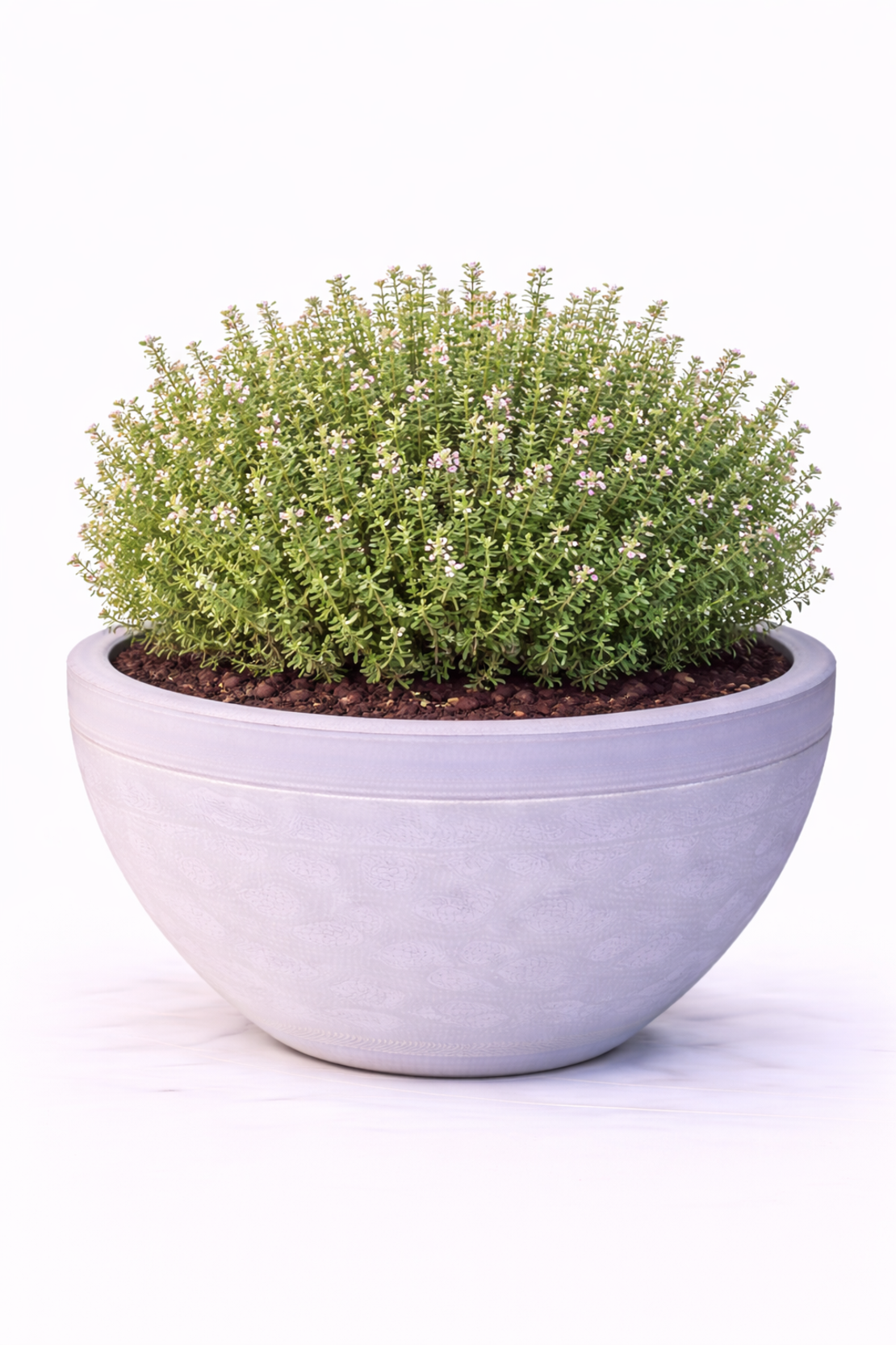 Мащерка Thymus vulgaris