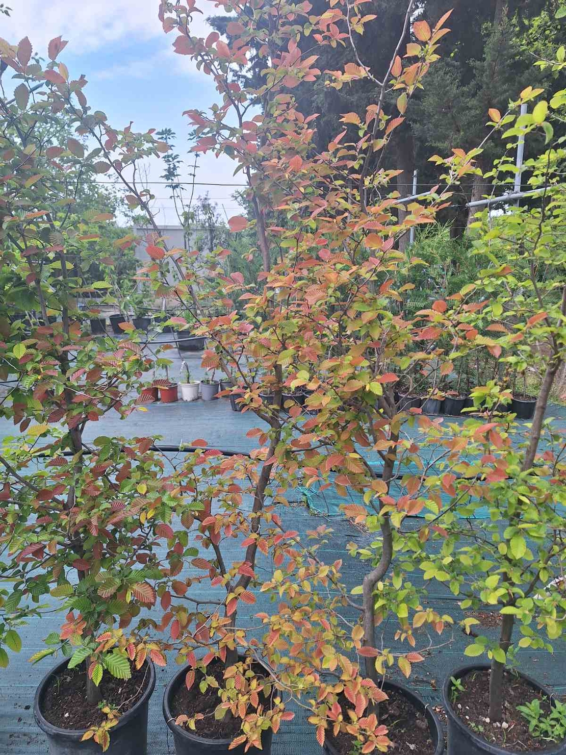 Габър ‘Carpinus betulus’