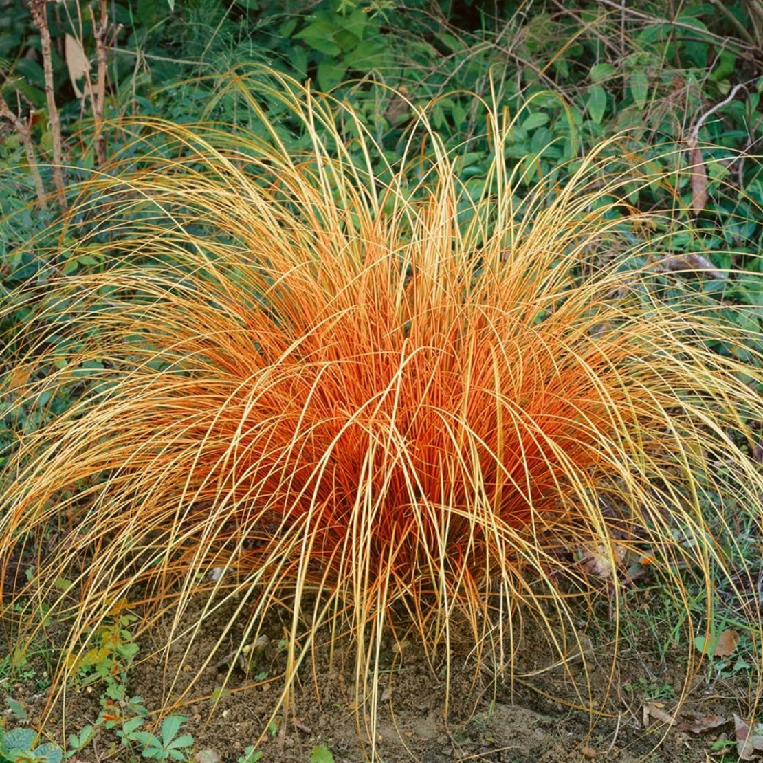 Карекс (съчмолистна острица) Carex spp.