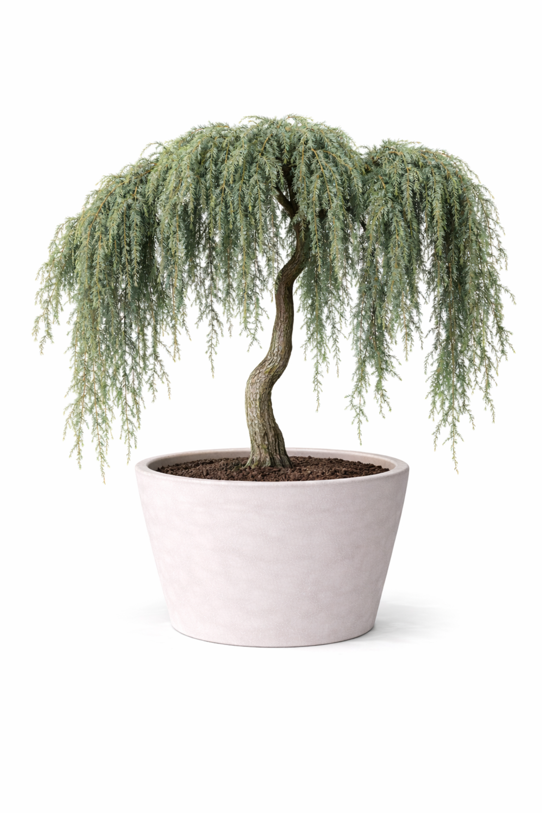 Кедър хималайски плачещ Cedrus deodara ‘Pendula’