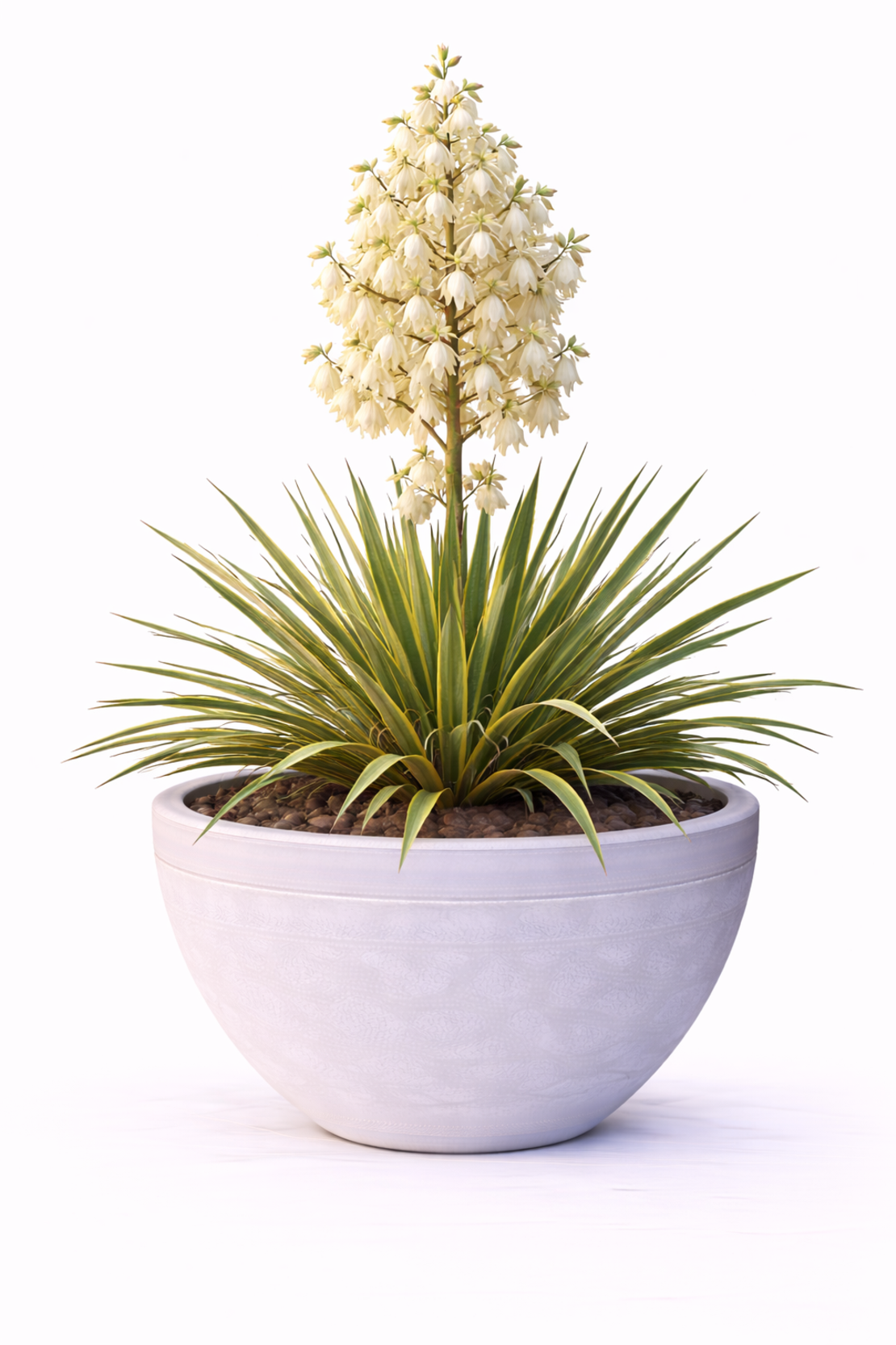 Юка нишковидна Yucca filamentosa