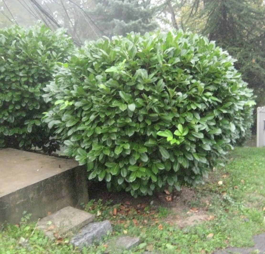 Лавровишня ‘Novita’ Prunus laurocerasus ‘Novita’