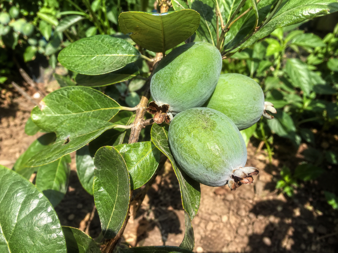 Фейхоа  'Feijoa sellowiana'