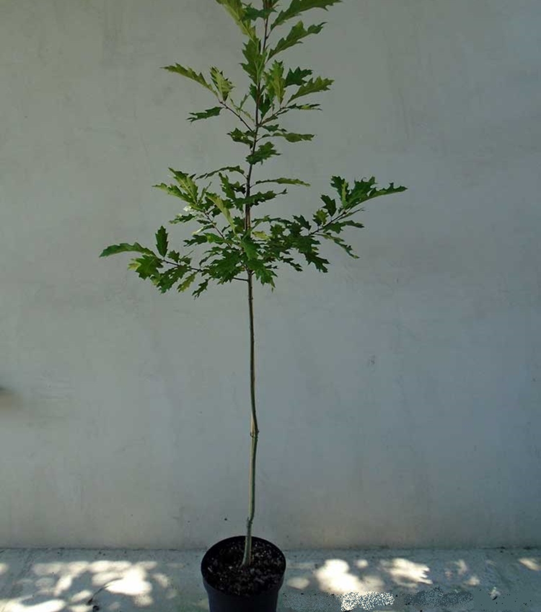 Червен дъб Quercus rubra