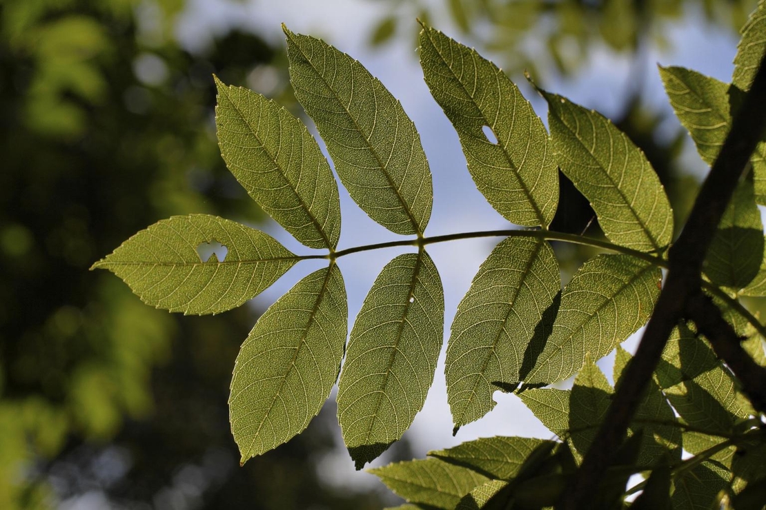 Ясен 	Fraxinus exelsior
