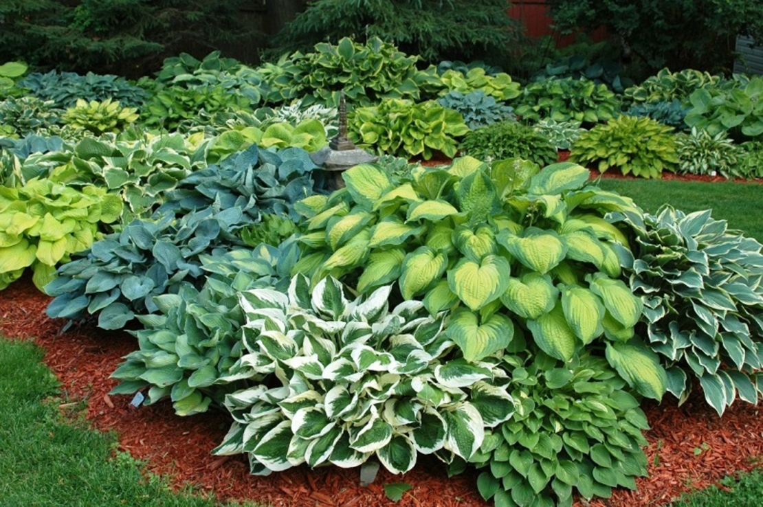 Хоста Hosta spp.