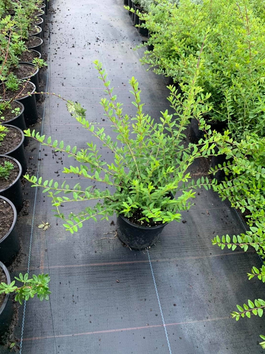 Орлов нокът постилащ се Lonicera pileata