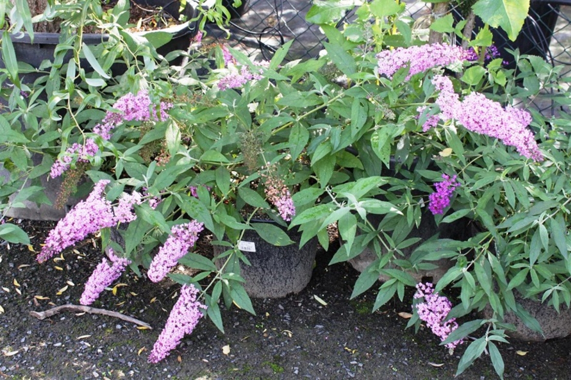 Будлея ‘Black Knight’ Buddleja davidii ‘Black Knight’