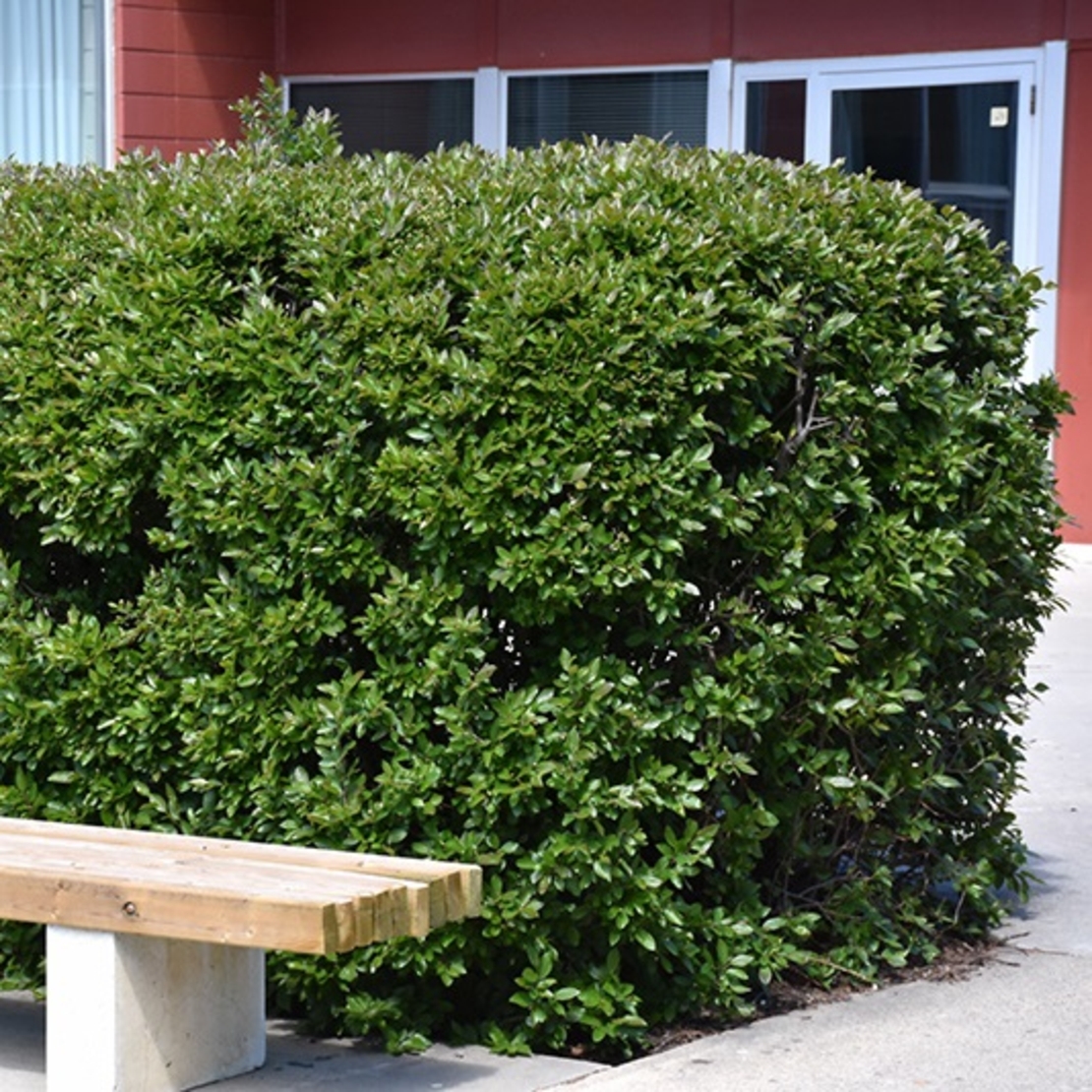 Котонеастер (пълзящ) Cotoneaster dammeri