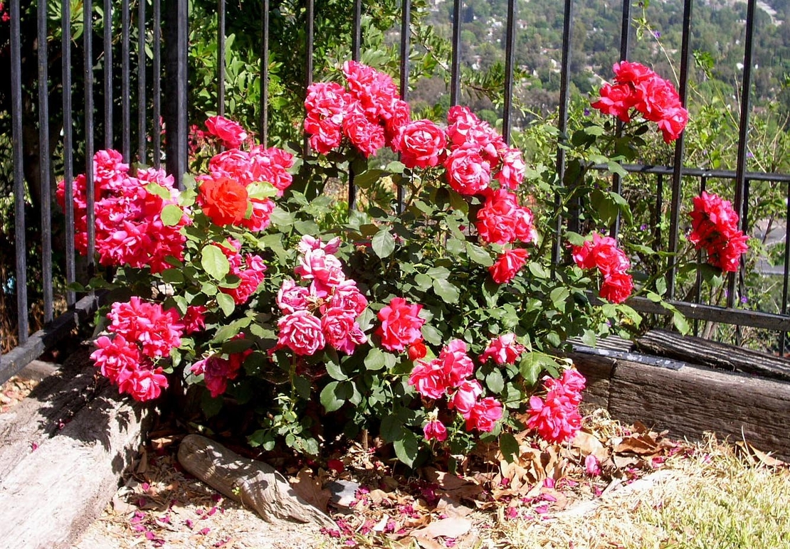 Мини роза Rosa (mini hybrids)