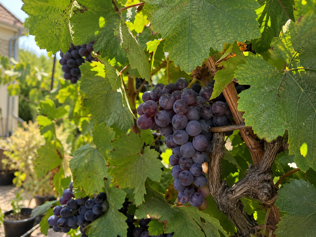 Лоза „Кондарев“ Vitis vinifera ‘Kondarev’