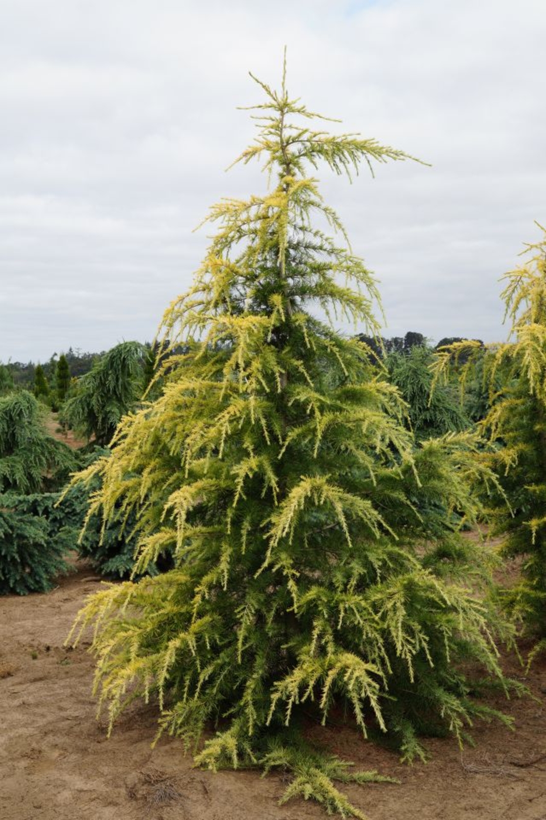 Кедър хималайски ‘Aurea’ Cedrus deodara ‘Aurea’