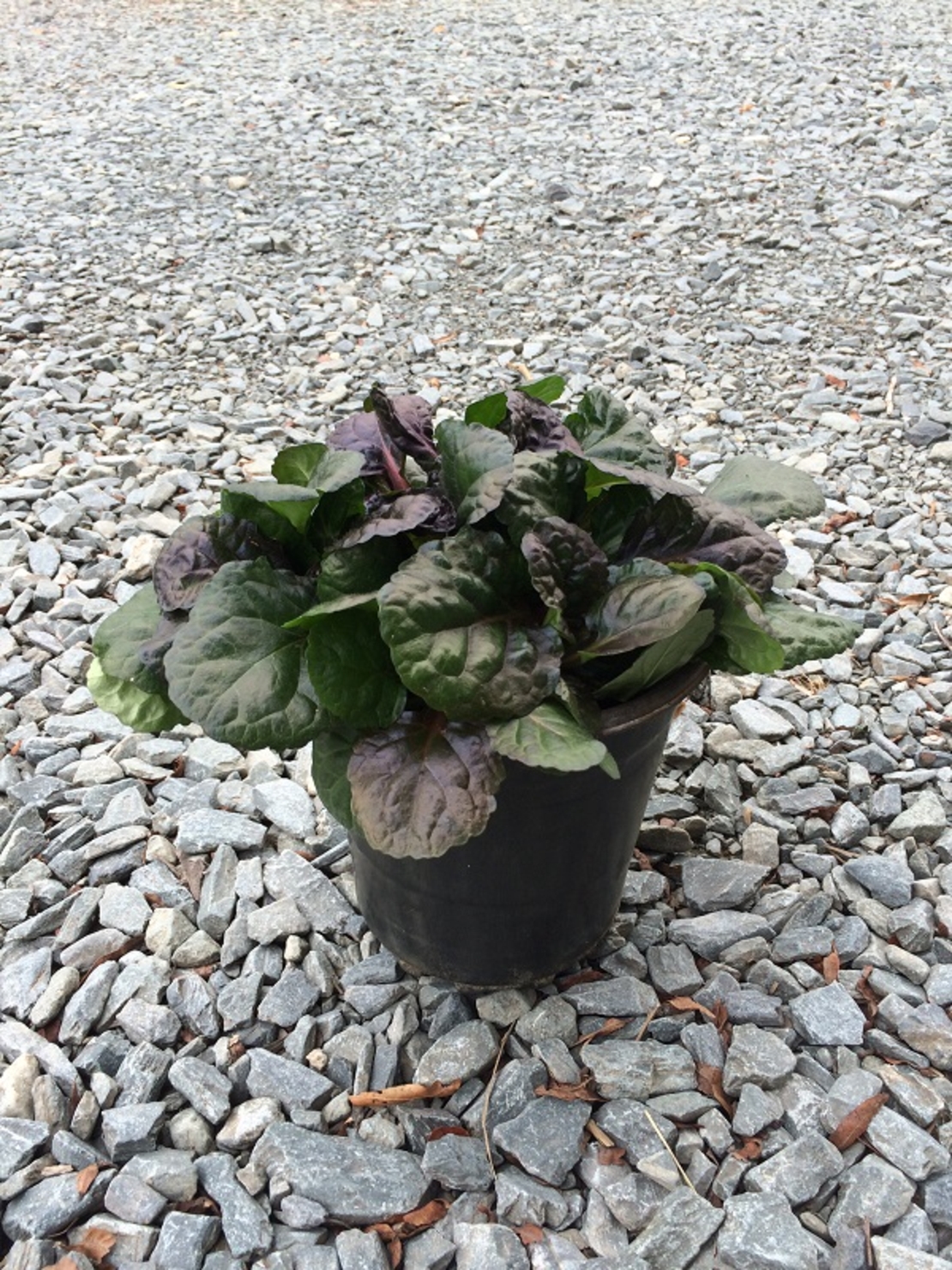 Аюга Ajuga reptans