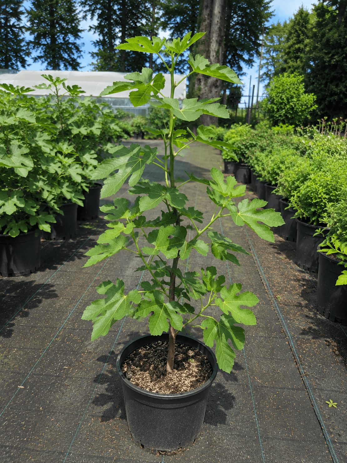 Смокиня 'Ficus carica'