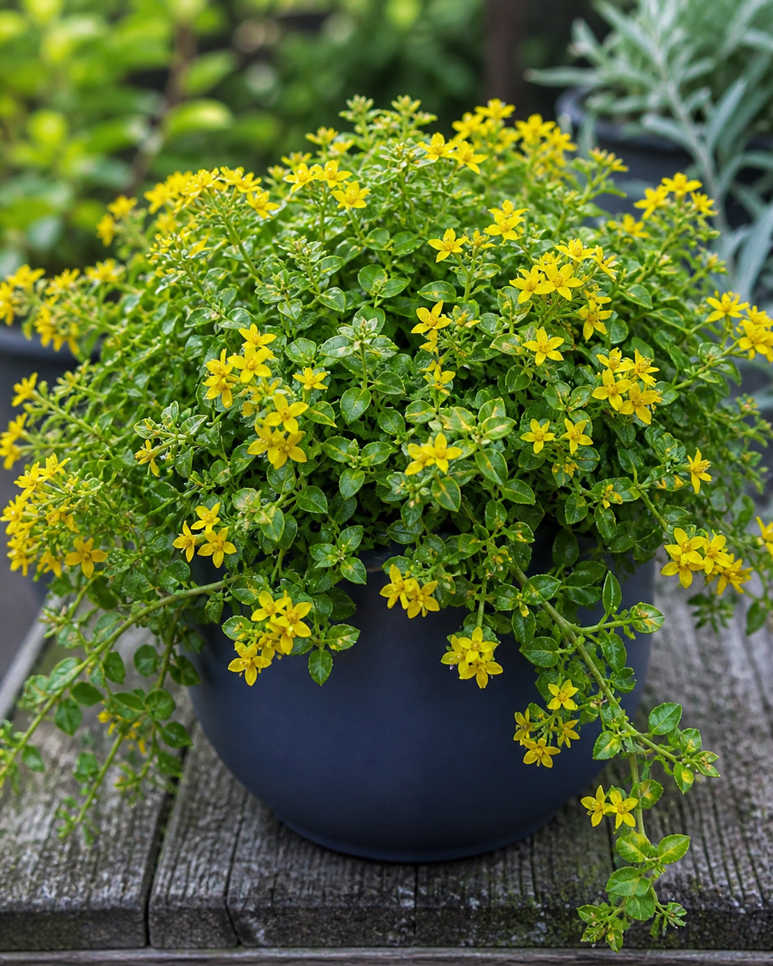 Лизимахия 'Lysimachia spp.'