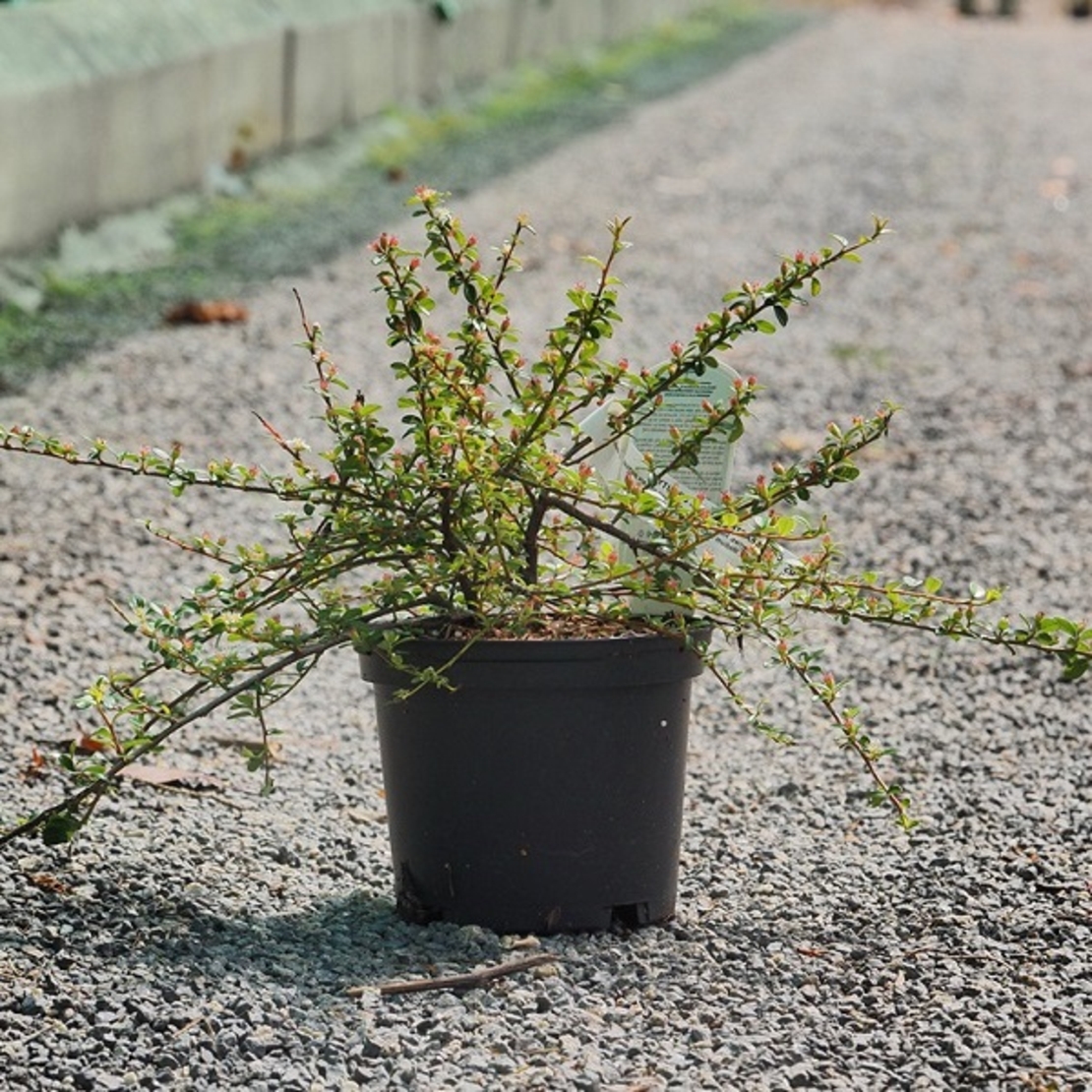 Котонеастер (пълзящ) Cotoneaster dammeri