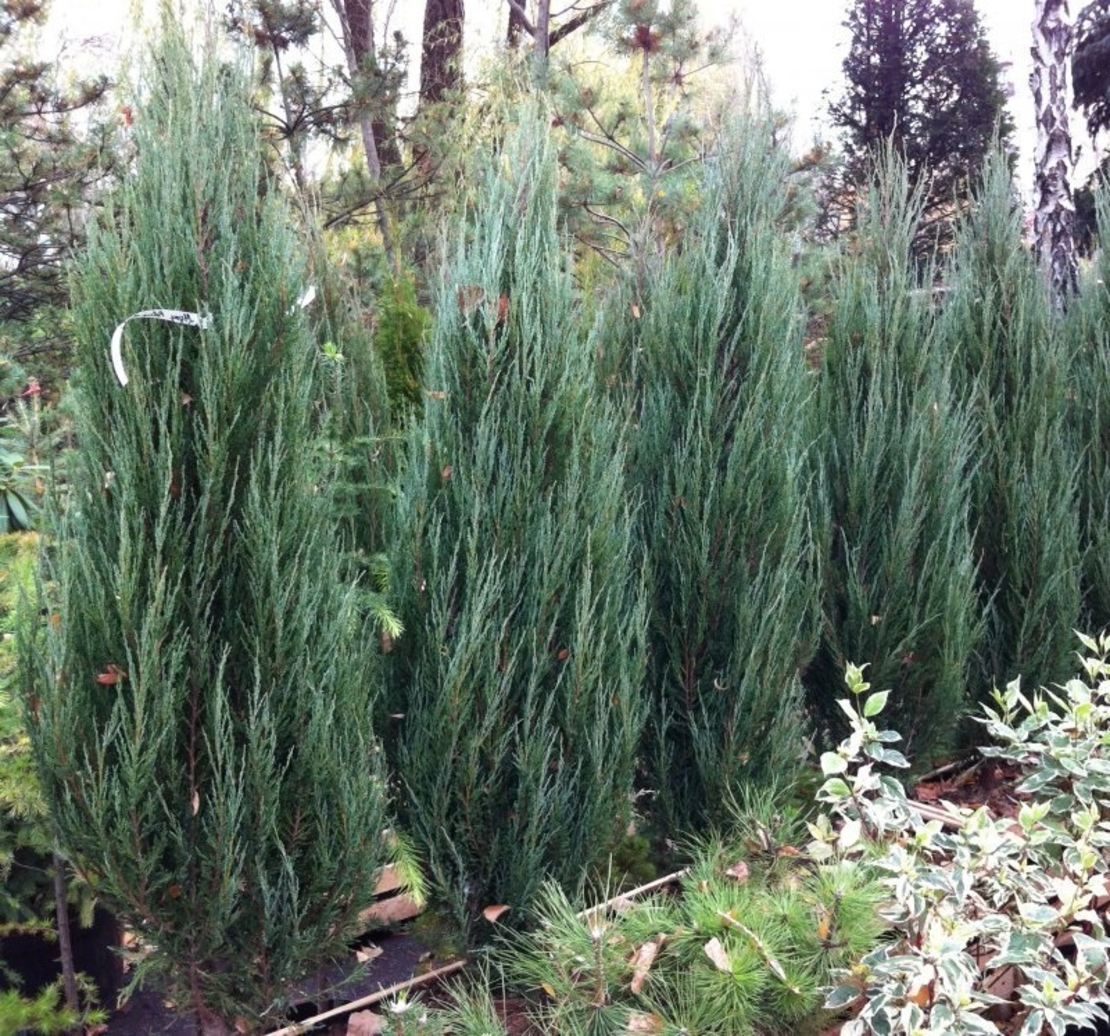 Хвойна скална ‘Blue Arrow’ Juniperus scopulorum ‘Blue Arrow’