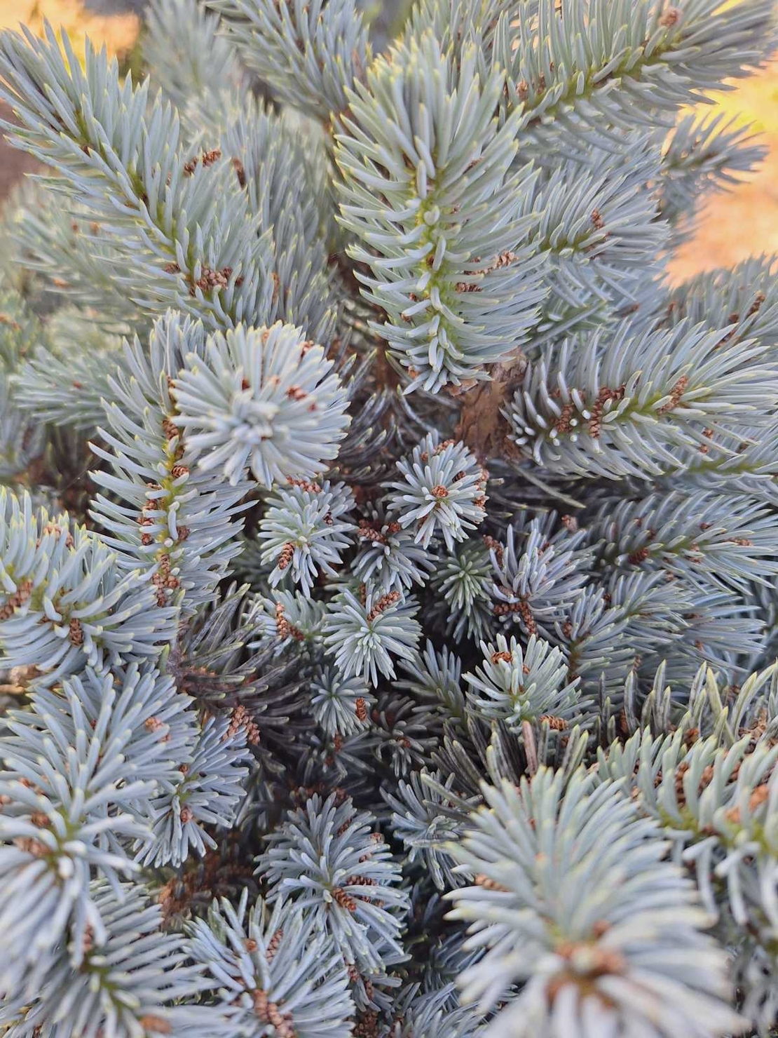 Сребрист смърч ‘Globosa’ Picea pungens ‘Globosa’