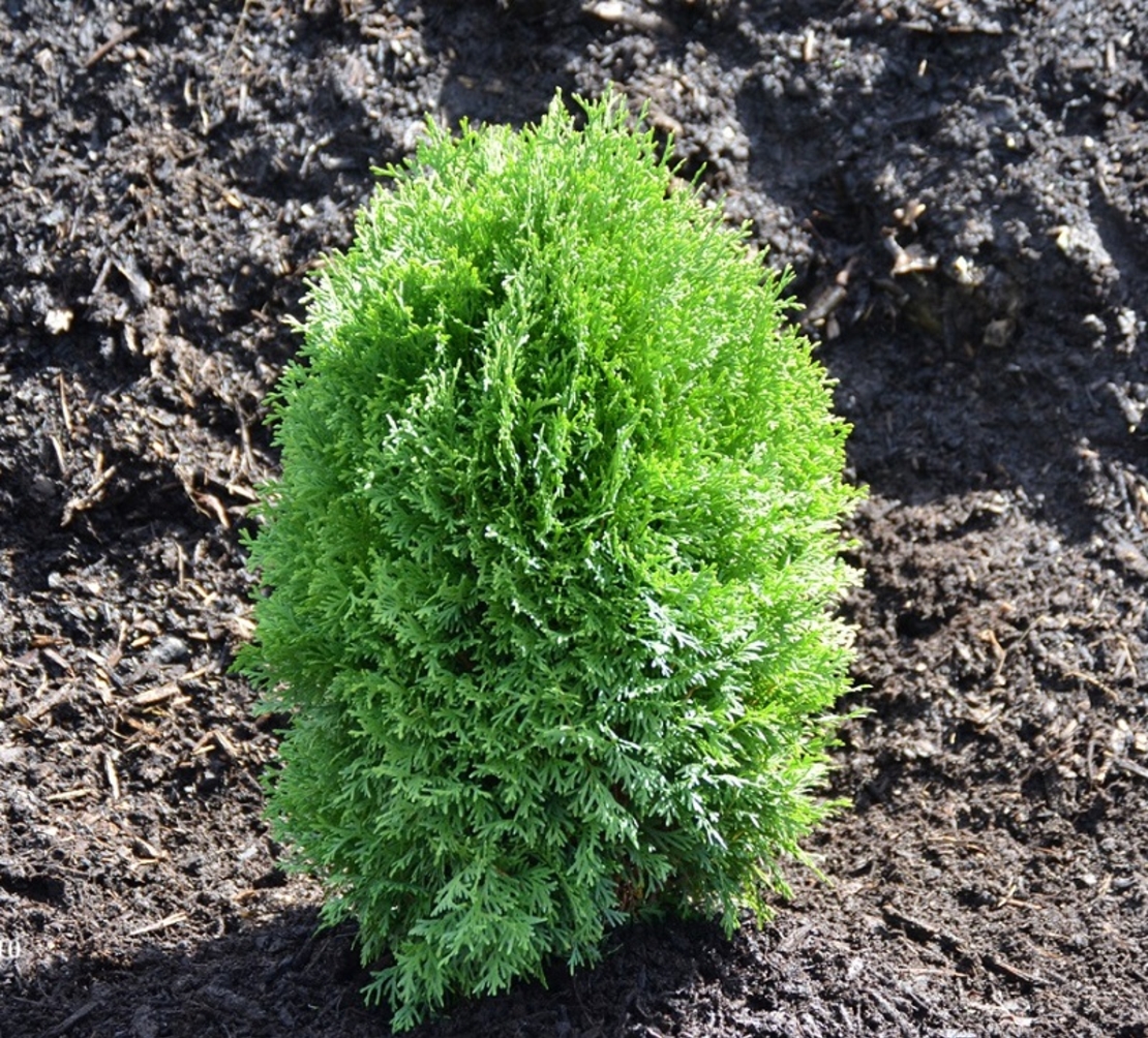 Туя ‘Tiny Tim’ Thuja occidentalis ‘Tiny Tim’