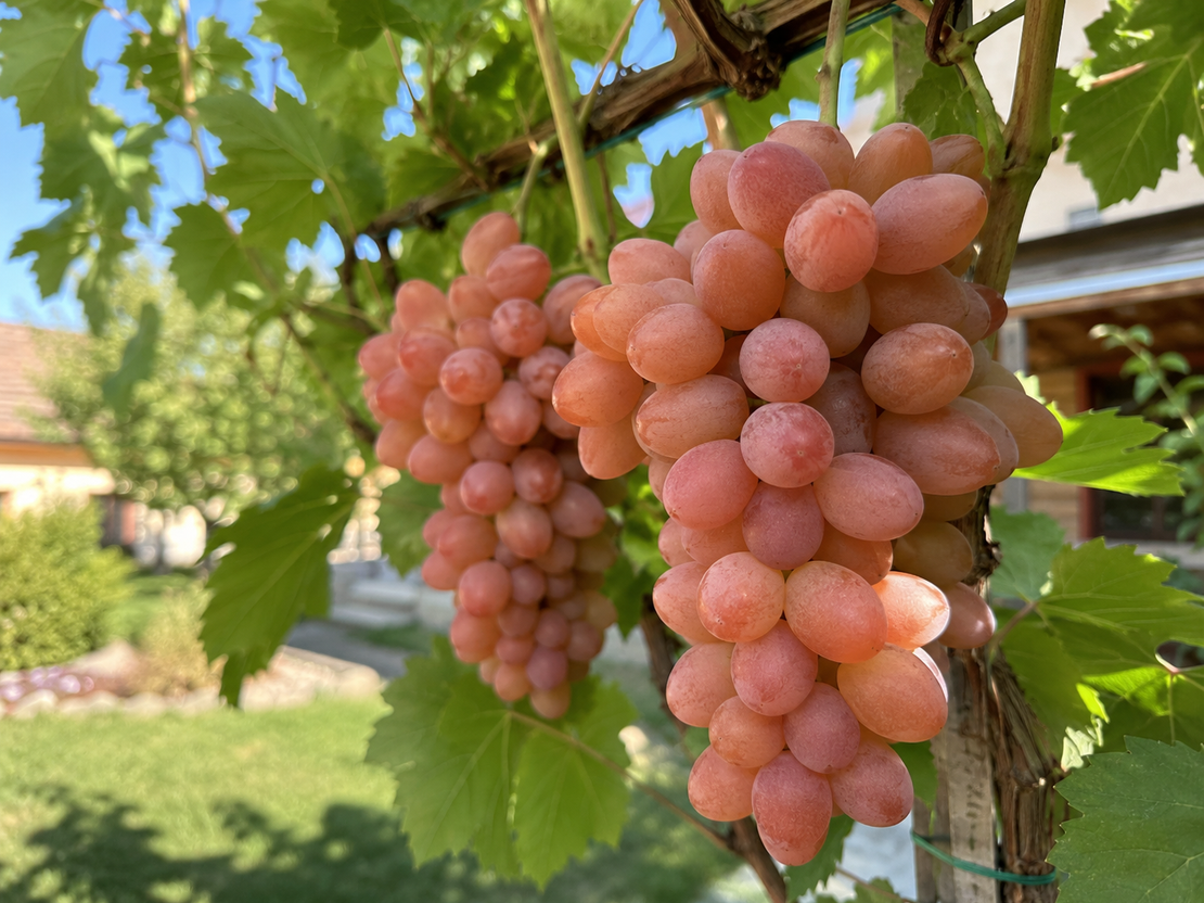 Лоза „Анюта“ Vitis vinifera ‘Anyuta’