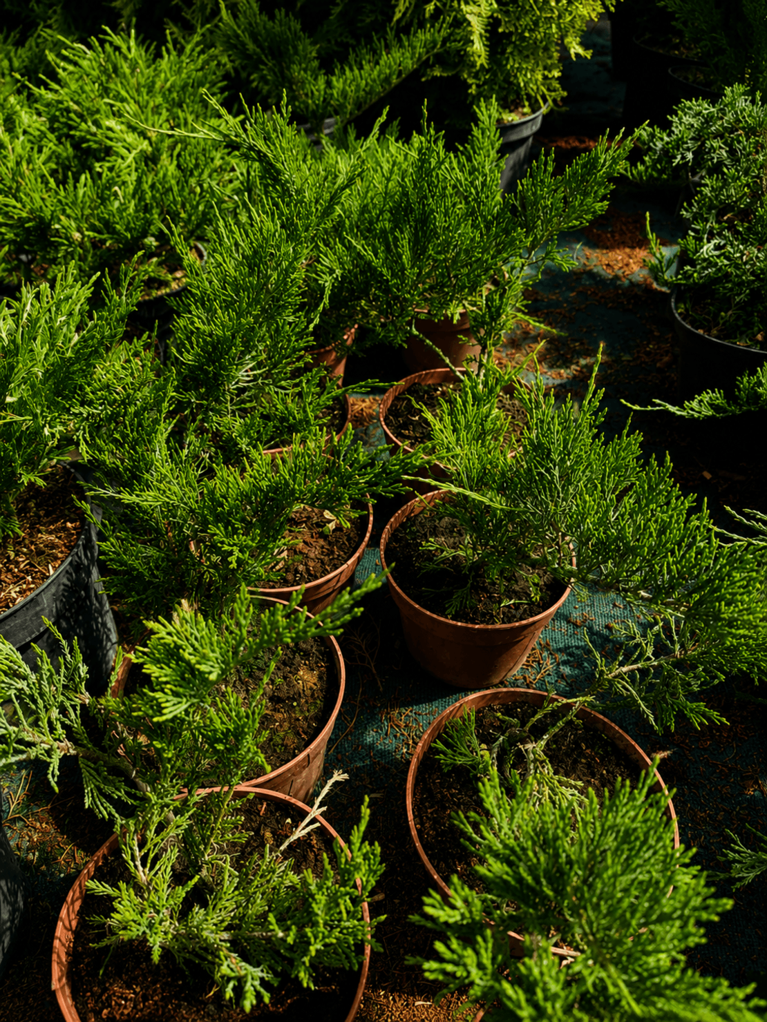 Хвойна Сабина 'Juniperus sabina'