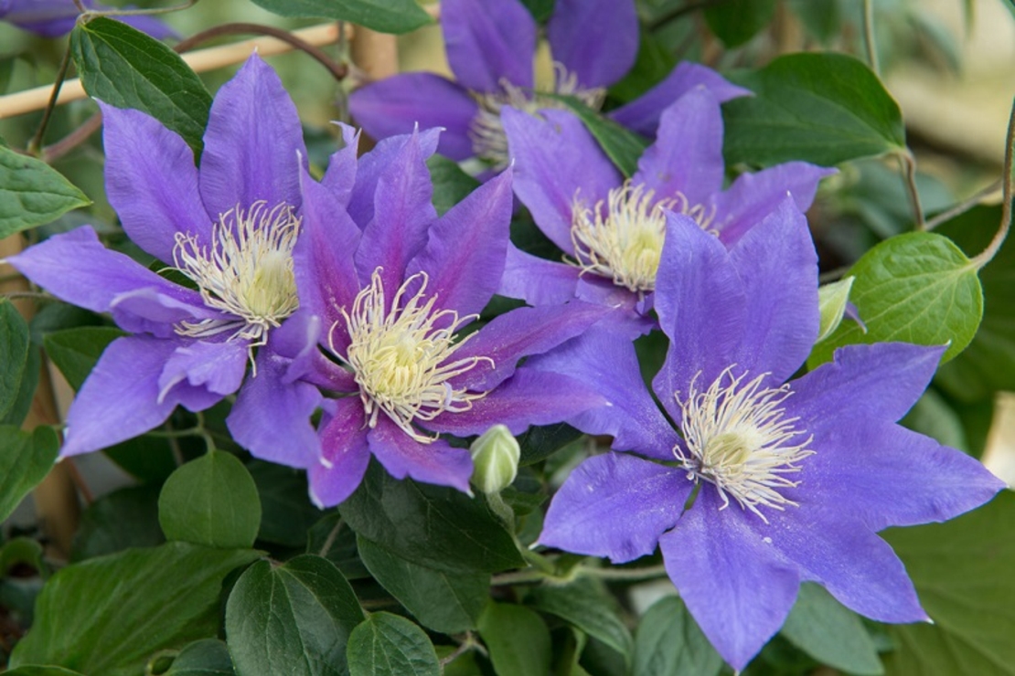 Клематис (хибриден сорт) Clematis spp.