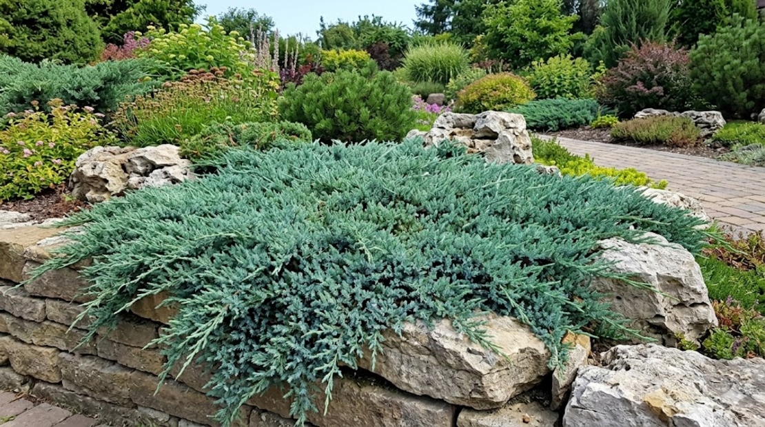 Хвойна ‘Wiltonii’ / Juniperus horizontalis ‘Wiltonii’