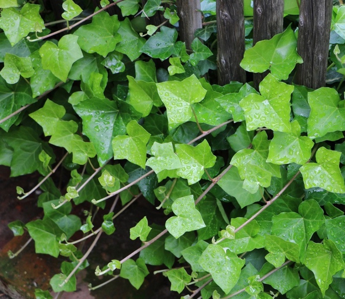 Бръшлян Hedera helix