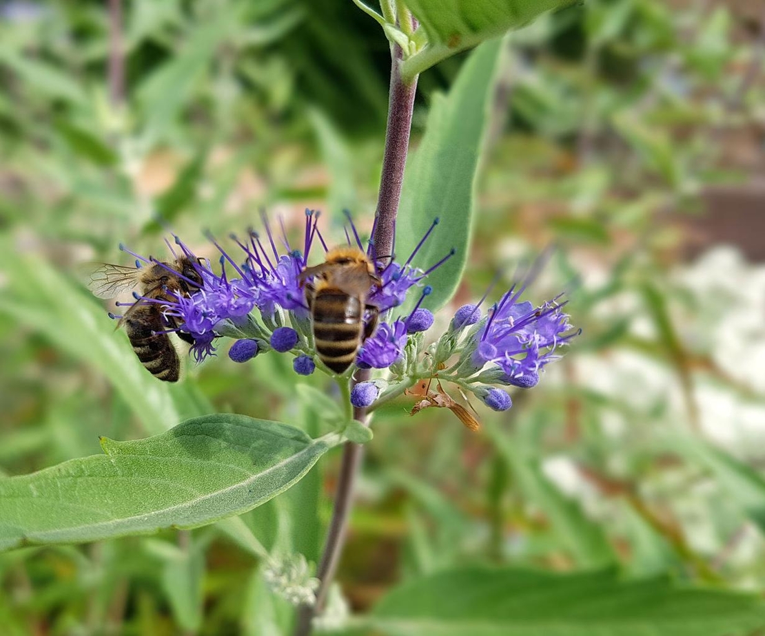 Кариоптерис	Caryopteris chadonnesis
