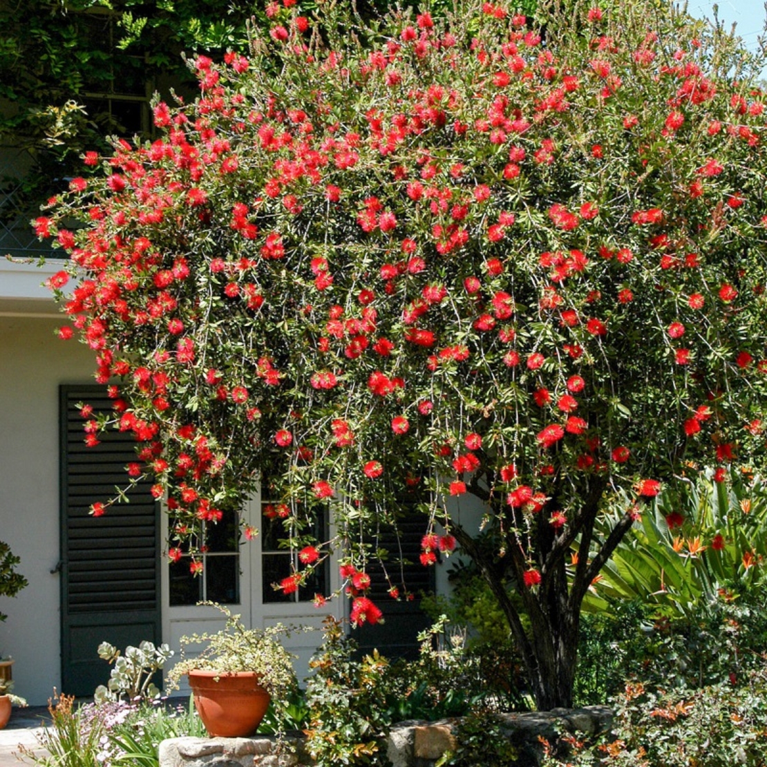 Калистемон (четковидно дърво) Callistemon rigidus