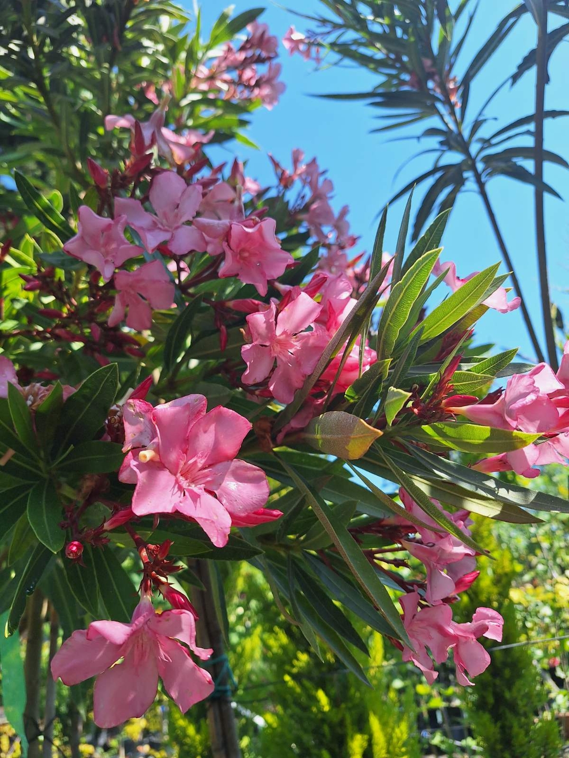 Зокум (Олеандър)   'Nerium oleander'