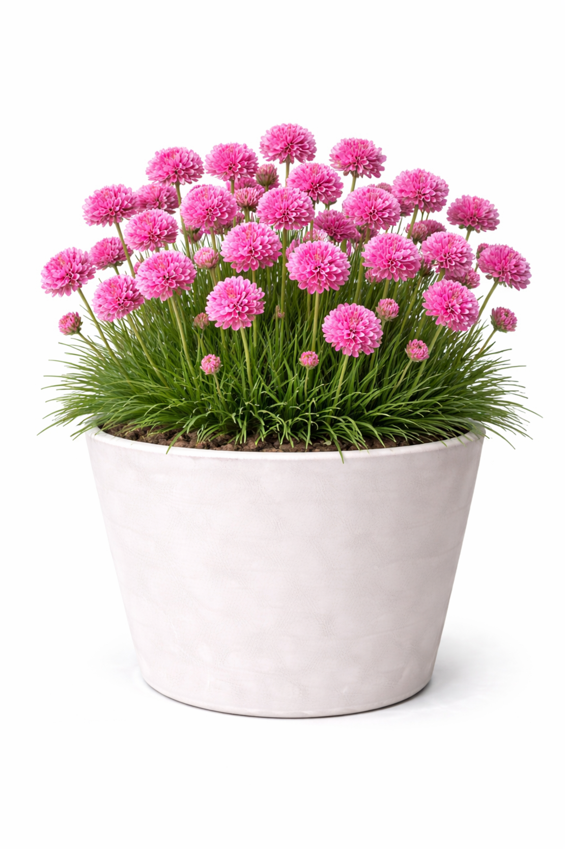 Армерия Armeria maritima