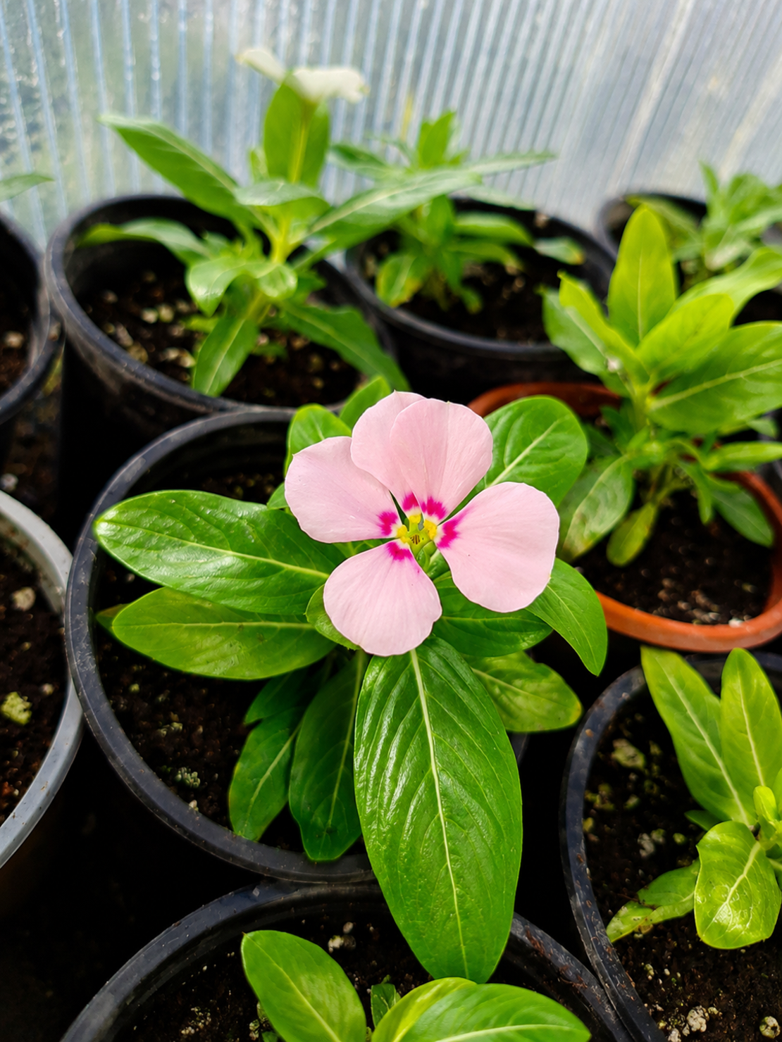 Винка 'Розеа' 'Vinca rosea'