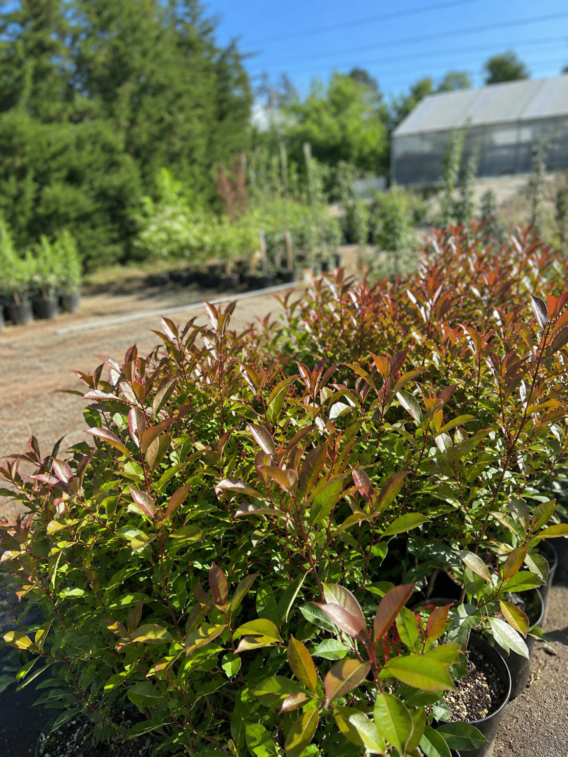 Фотиния	'Photinia fraseri Red Robin'