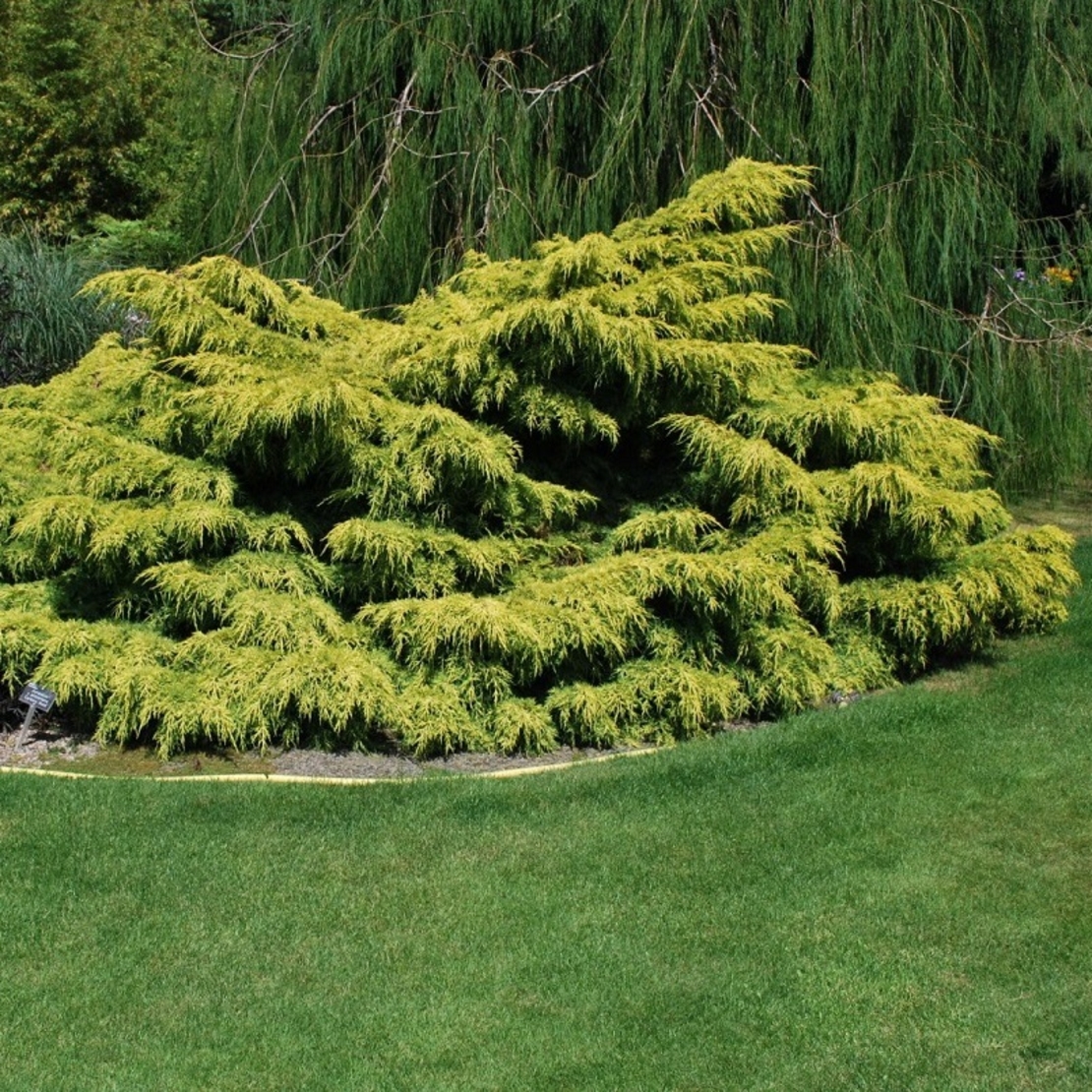 Хвойна хоризонтална ‘Old Gold’ Juniperus horizontalis ‘Old Gold’