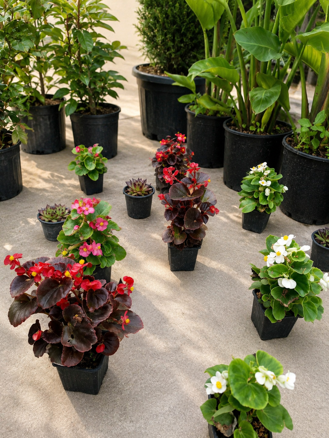 Бегония вечноцъфтяща 'Begonia semperflorens'