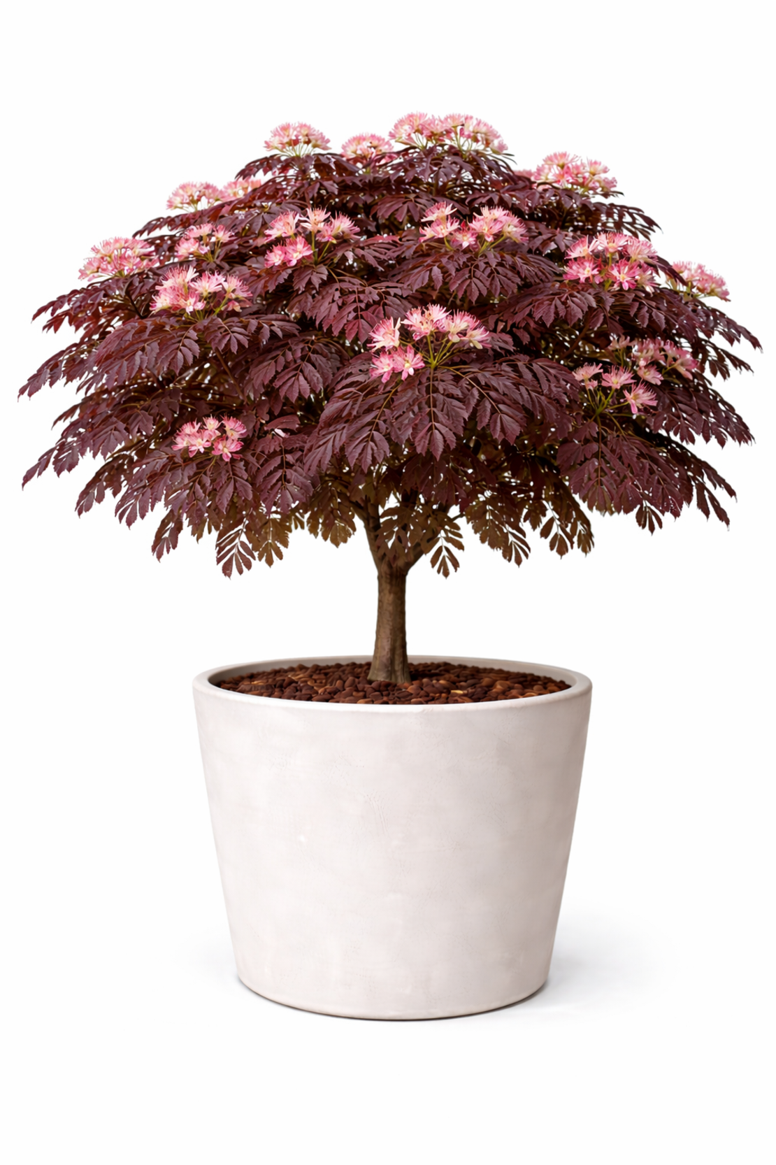 Албиция ‘Summer Chocolate’ Albizia julibrissin ‘Summer Chocolate’