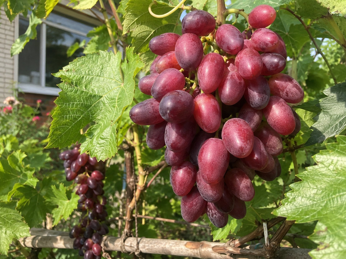 Лоза „Велика“  'Vitis vinifera Velika’