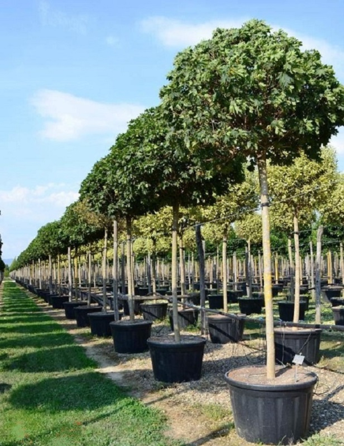 Норвежки клен ‘Globosum’ Acer platanoides ‘Globosum’