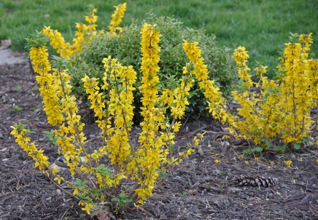 Форзиция (междинна) Forsythia × intermedia